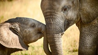 Elefanten in ihrer freien Wildbahn beobachten